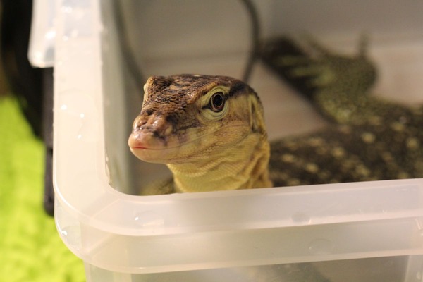 サルバトールモニター、やっぱりたのしい