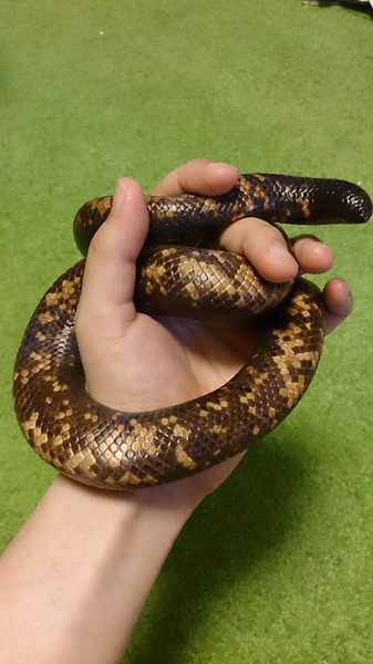 ジムグリパイソン、ずっしりした重みが感じられます