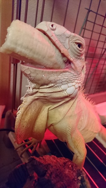 アルビノイグアナ、アガー