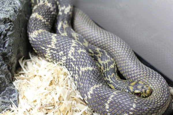 シュウダ、無事に成長しています