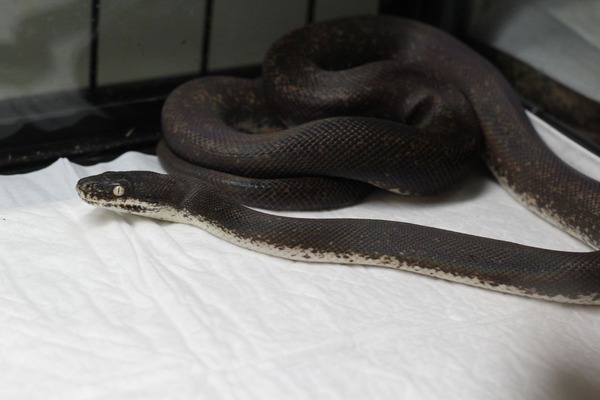 ウナギイヌが如きサヴパイソン