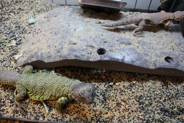 サバクトゲオアガマの発色が落ちています