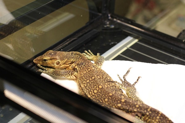 2014年7月29日のサルバトールモニター、かよわい四肢です