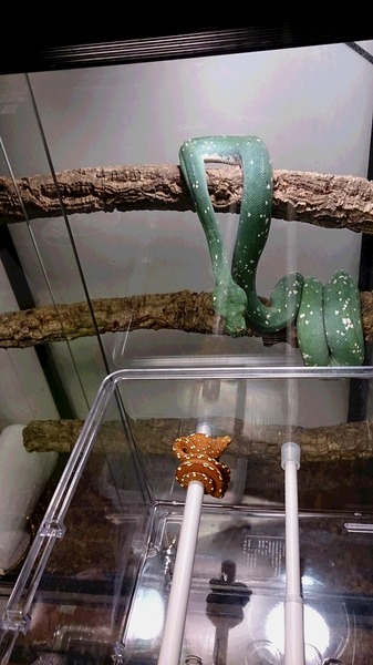 グリーンパイソンビアク産ベビーとブルーコンドロを並べました