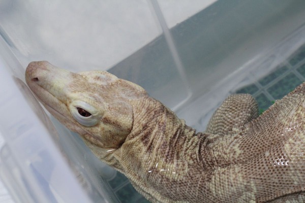サルバトールモニターのアルビノ、だんだんと眠りへ落ちていきます1