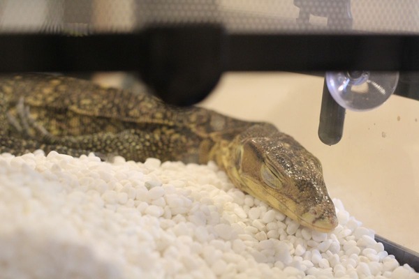 サルバトールモニター、一緒に獣医さん行こうね