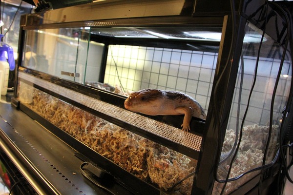 キタアオジタトカゲ、拒食が心配