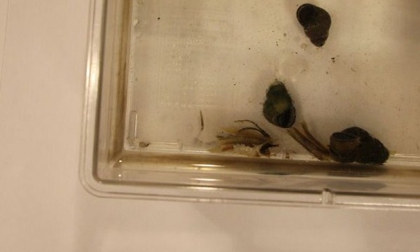 プラナリアその2