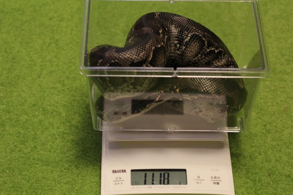 2015年6月、スマトラブラッドパイソンの体重測定です