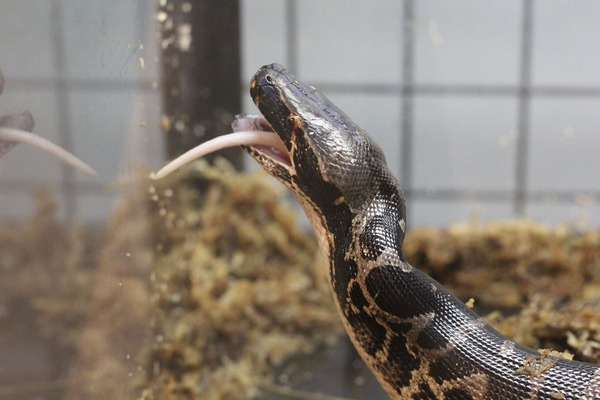 スマトラブラッドパイソン、摂餌中です4