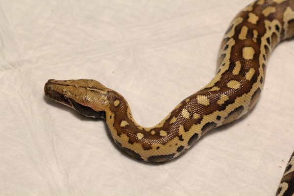 マラヤンブラッドパイソンベビー、頭部です