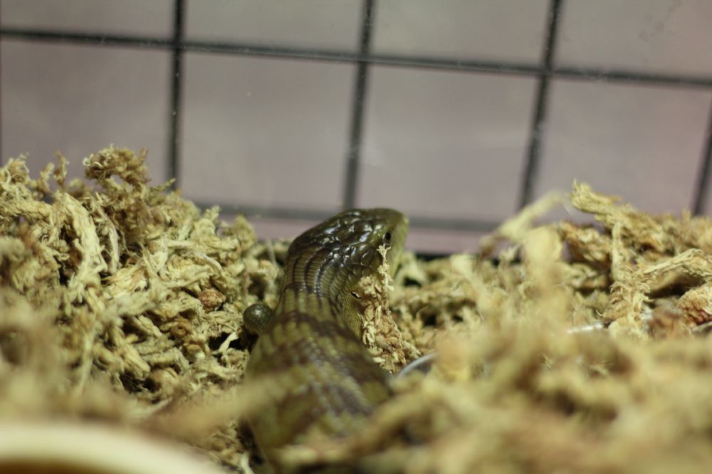 アオジタトカゲの多頭飼育を振り返ります とげ男の毎日 アオジタトカゲの多頭飼育を振り返ります とげ男の毎日