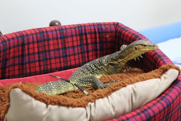 サルバトールモニター、お気に入りのベッドです