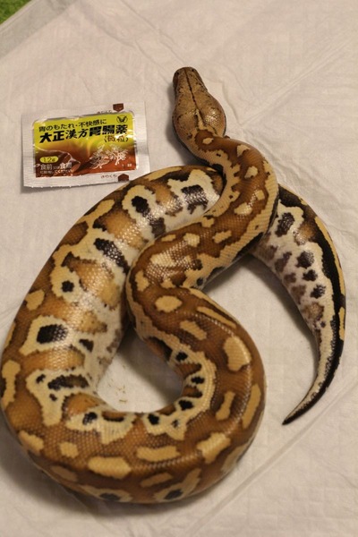 脱皮後のマラヤンブラッドパイソンです