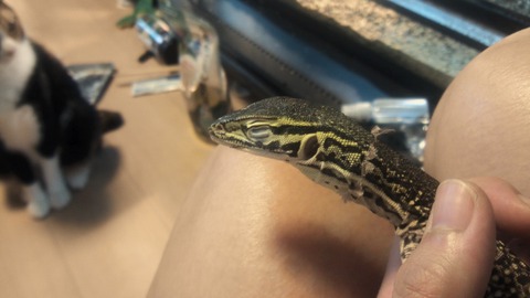 グールドモニター