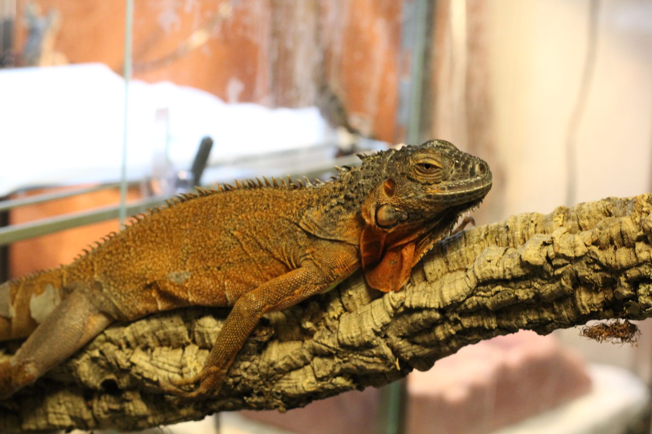 グリーンイグアナ とげ男の毎日