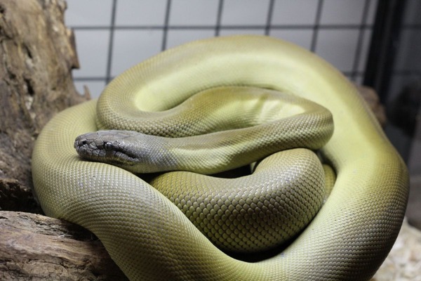 パプアンと流木その12