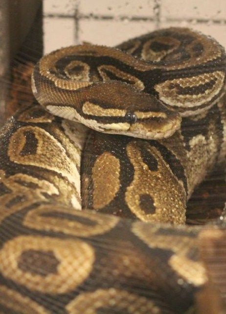 ボールパイソンあくび終了 ボールパイソンあくび終了