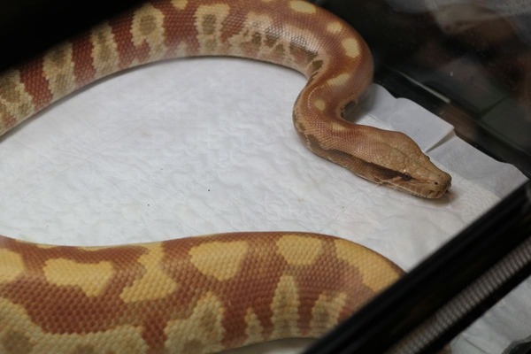 アルビノマラヤンブラッドパイソン、満腹