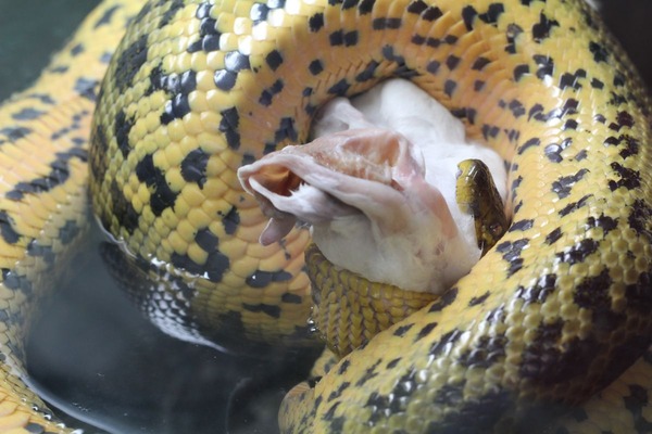 キイロアナコンダお食餌5