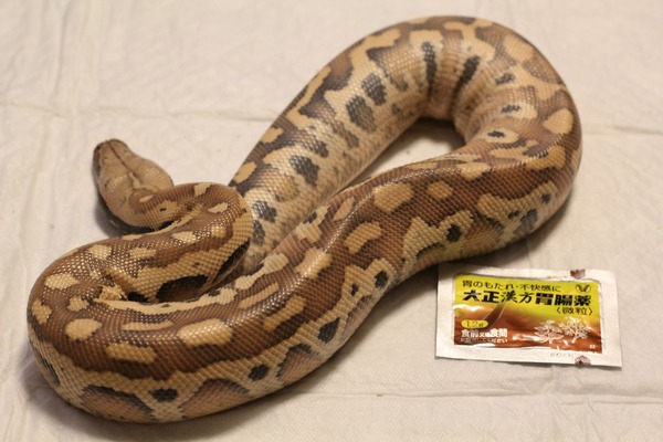 マラヤンブラッドパイソンの脱皮前です