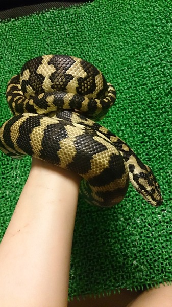 ジャングルカーペットパイソン、ヘビのグローブ状態です