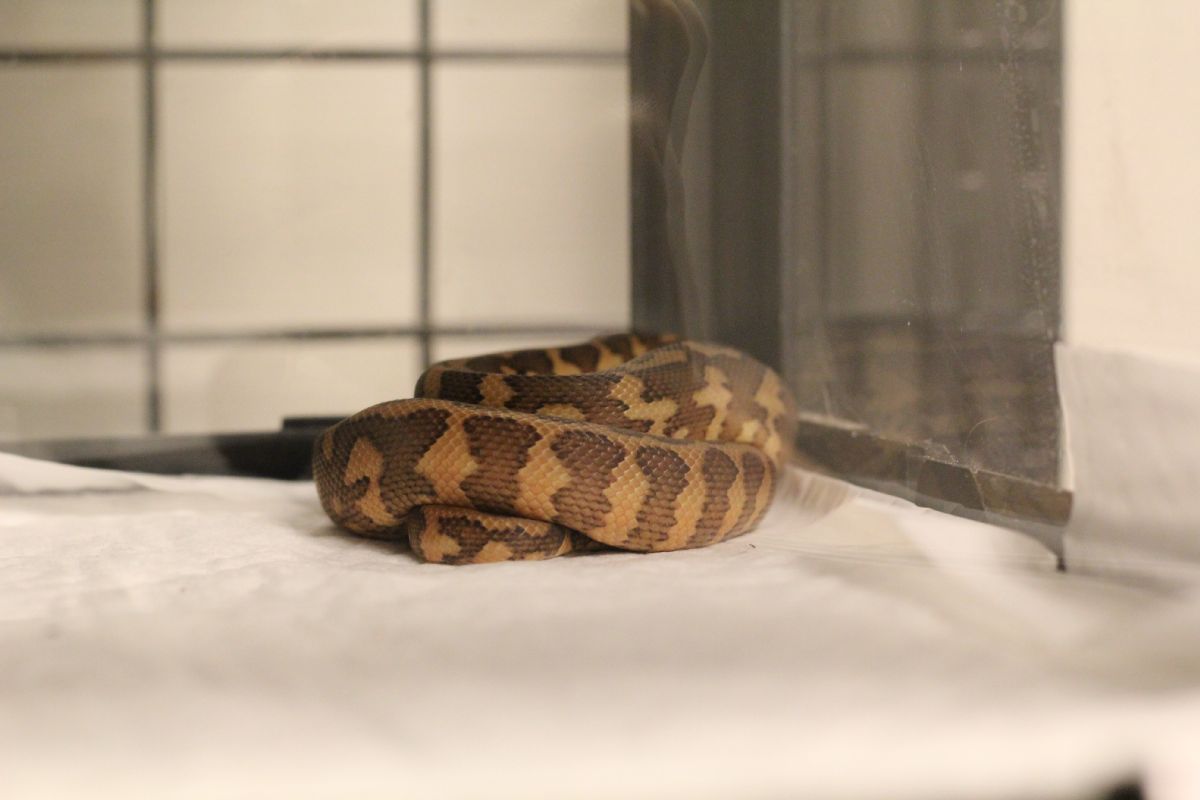 ボールパイソンとの付き合いも1年になりました とげ男の毎日