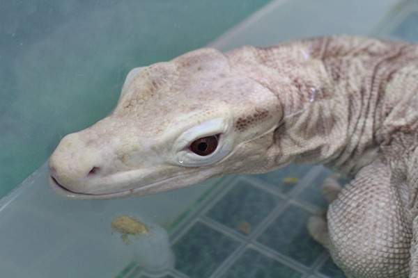 アルビノサルバトールモニター、入浴中6