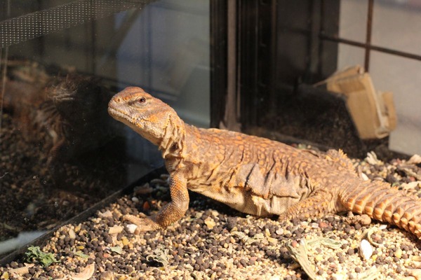 ゲイリートゲオアガマ、帰ってきてくれてうれしい