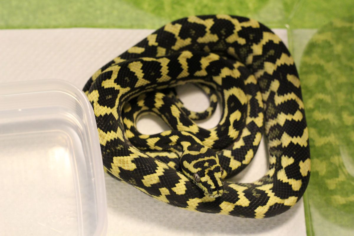 新たなジャングルカーペットパイソンを迎えました とげ男の毎日