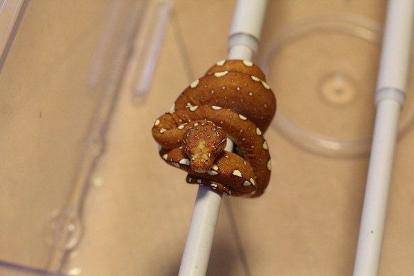 グリーンパイソンビアク産ベビーの小さい方です