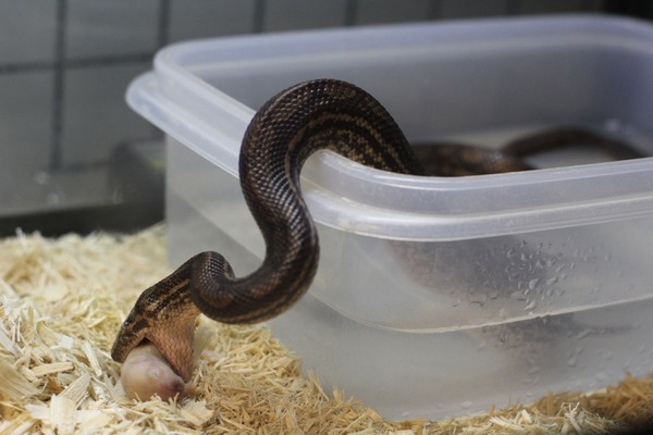 ガイアナレインボーボアの食餌です