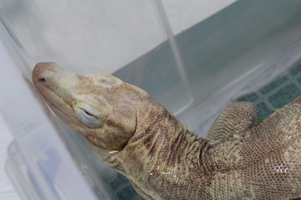 サルバトールモニターのアルビノ、段々と眠りへ落ちていきます3