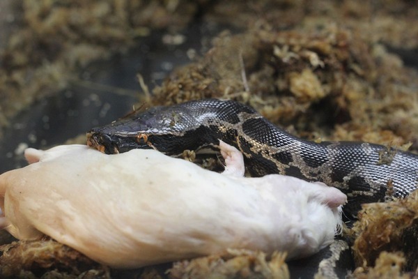 スマトラブラッドパイソン、摂餌中です1