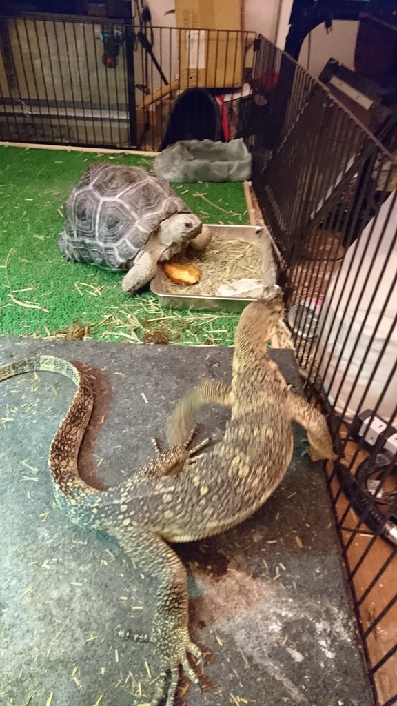 アルダブラゾウガメ とげ男の毎日