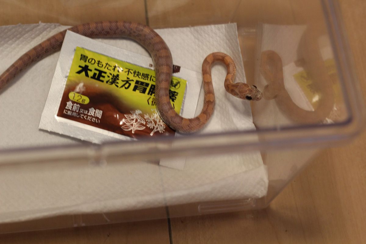 とうとうコーンスネークをやってしまった とげ男の毎日