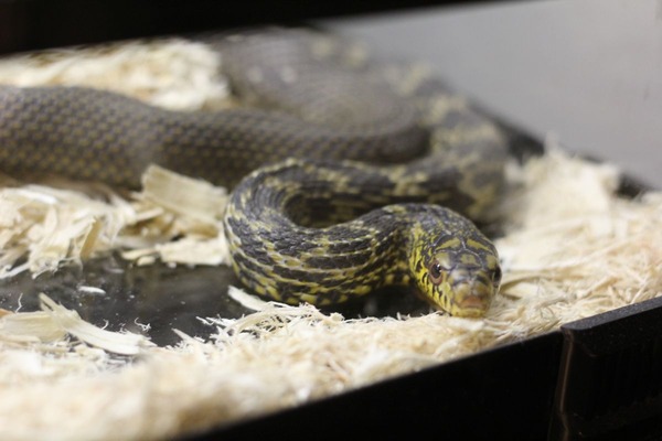 シュウダ、不愉快な顔です