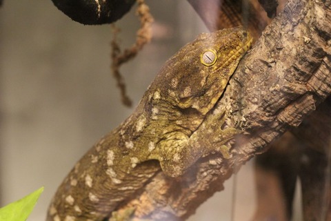ツギオミカドヤモリ、いつもの微妙な表情