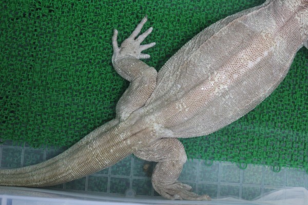 サルバトールモニターのアルビノ、入浴中の下半身です