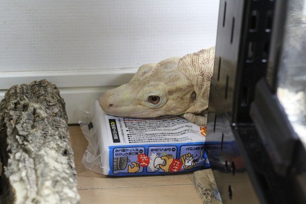 サルバトールモニターのアルビノ、什器の後ろが好きです