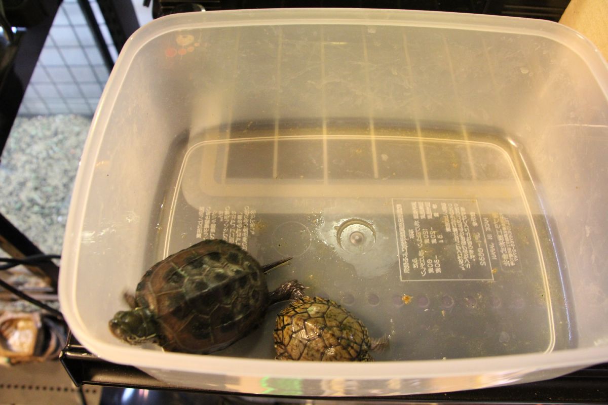 クサガメ とげ男の毎日 クサガメ とげ男の毎日
