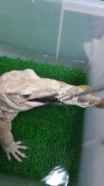 サルバトールモニターのアルビノ姫、モグ