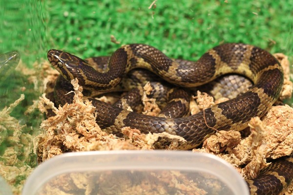 サキシママダラ、目が小さいです