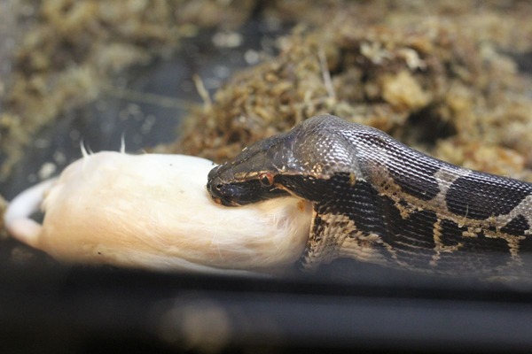 スマトラブラッドパイソン、摂餌中です2