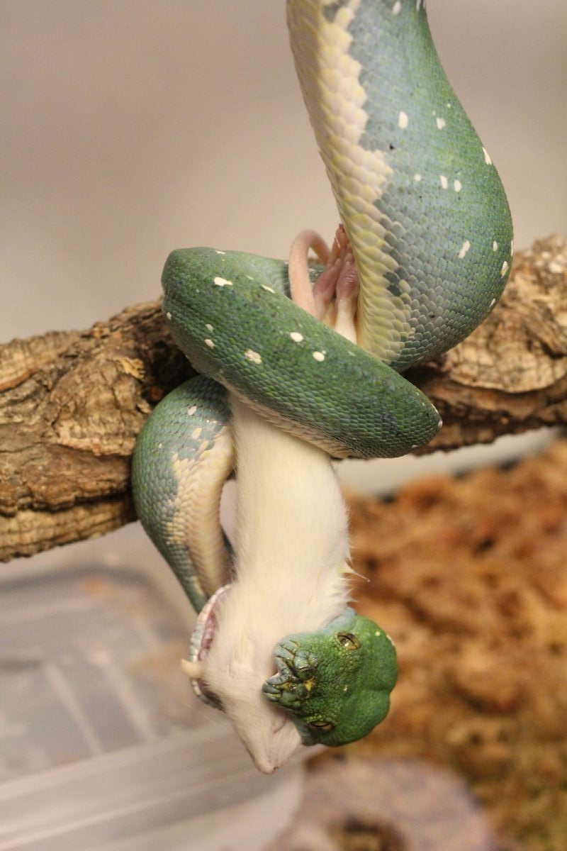 ブルーコンドロ グリーンパイソンの摂餌風景です とげ男の毎日