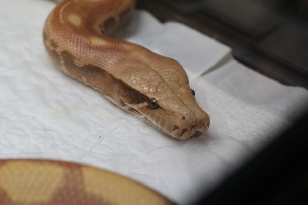 アルビノマラヤンブラッドパイソン、涅槃