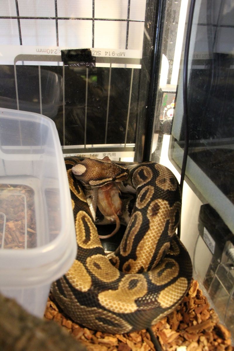 ボールパイソンの拒食がついに終了した とげ男の毎日 ボールパイソンの拒食がついに終了した とげ男の毎日