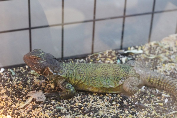 だいぶ綺麗な色が出つつあるサバクトゲオアガマ