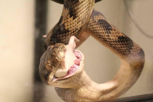 ハルマヘラパイソンの食餌風景です「ウヒャヒャヒャヒャヒャヒャ」