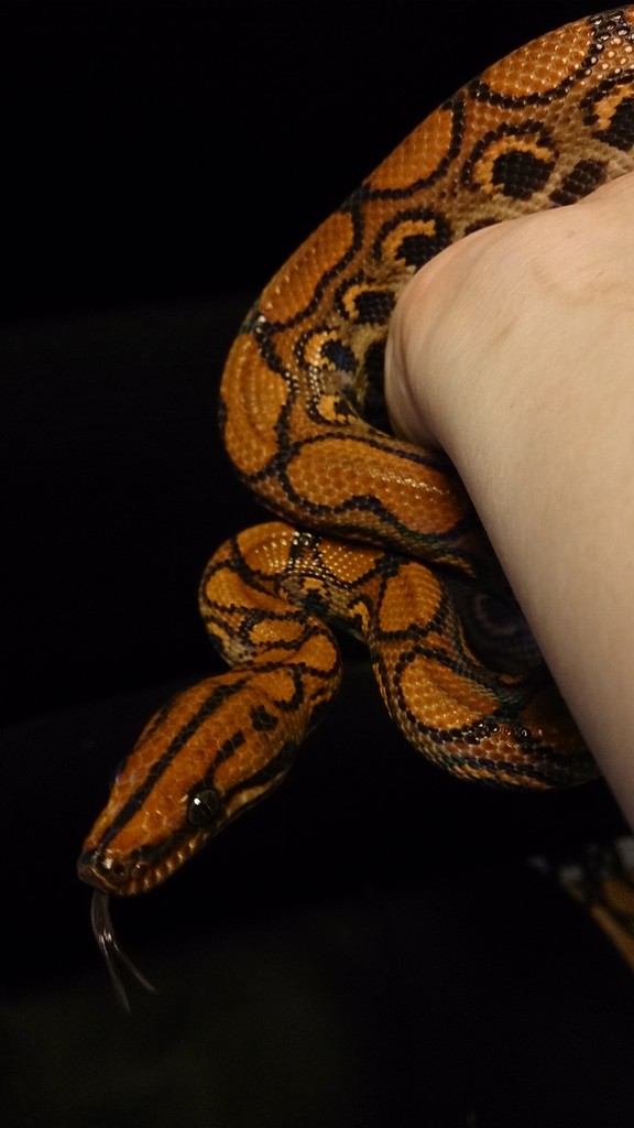 ブラジルレインボーボアとガイアナレインボーボアです とげ男の毎日